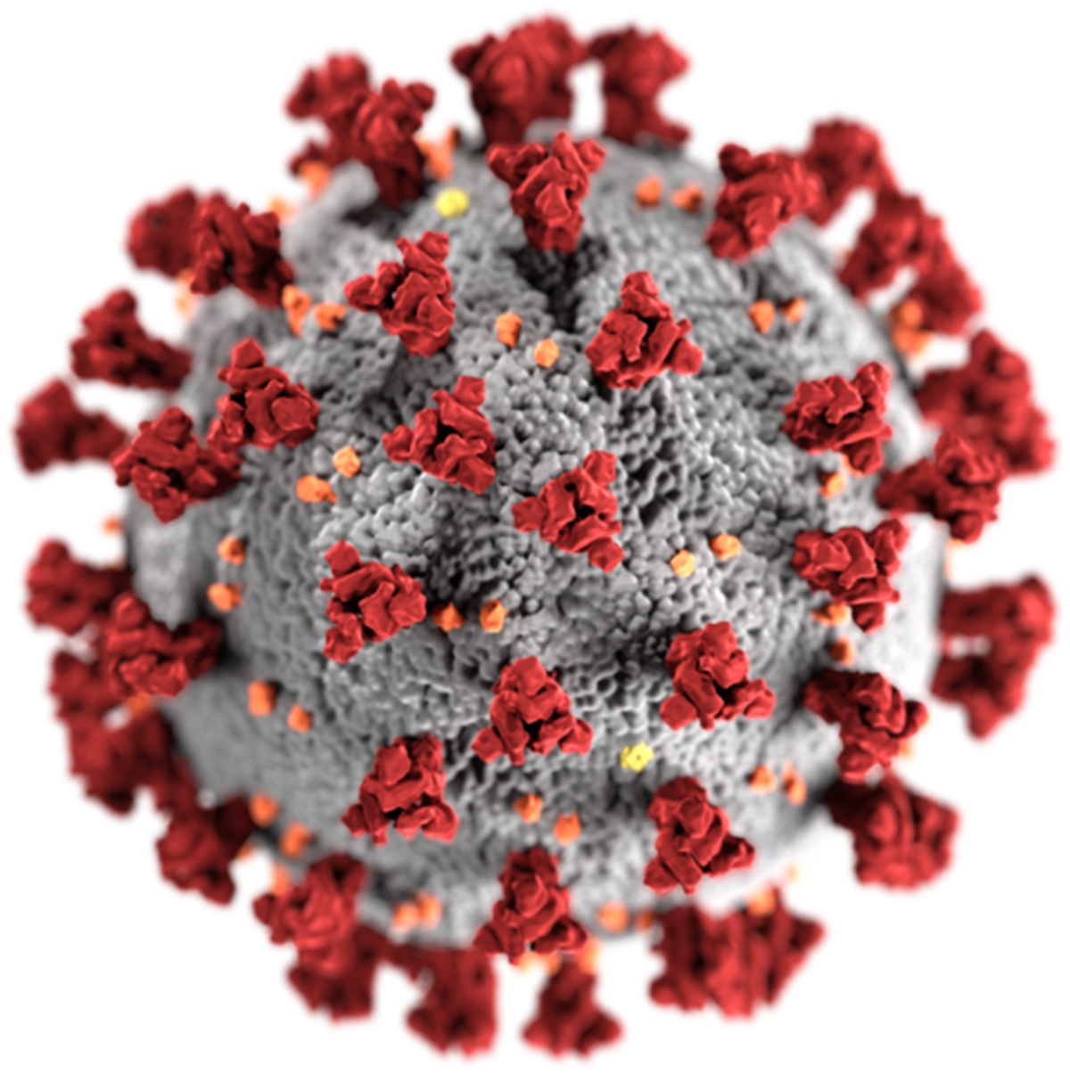 Covid virus close up